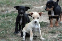 /album/allatok-a-kedvencek/vad-kutya-tamadas-3-jpg/